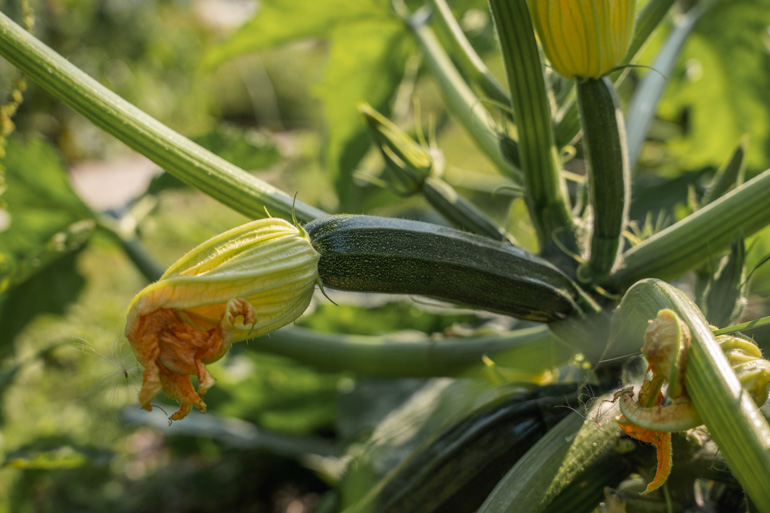 Zucchini im Garten im Waldviertel